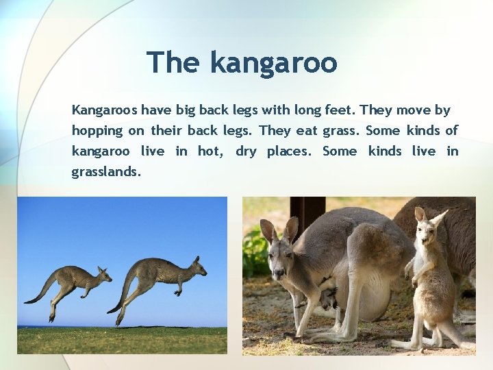 The kangaroo Kangaroos have big back legs with long feet. They move by hopping