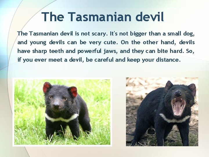 The Tasmanian devil is not scary. It's not bigger than a small dog, and