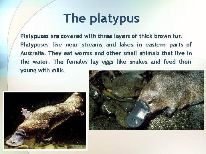 The platypus Platypuses are covered with three layers of thick brown fur. Platypuses live