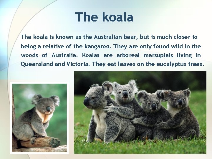 The koala is known as the Australian bear, but is much closer to being