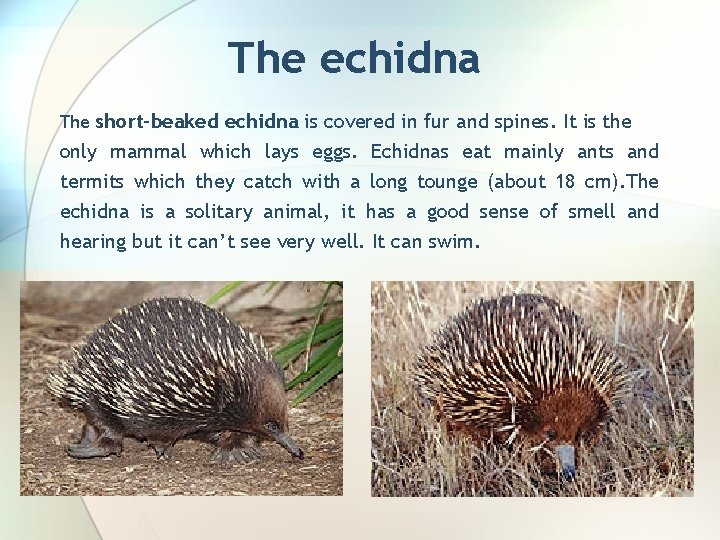 The echidna The short-beaked echidna is covered in fur and spines. It is the