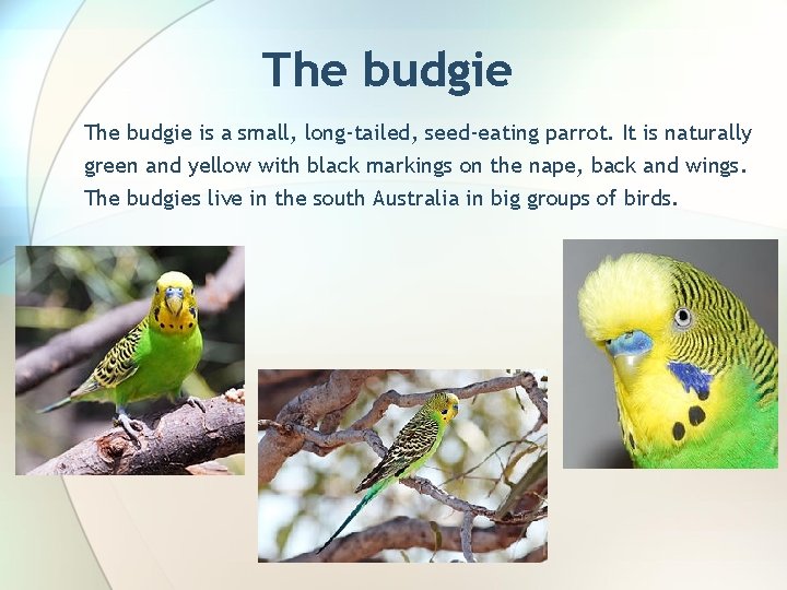 The budgie is a small, long-tailed, seed-eating parrot. It is naturally green and yellow