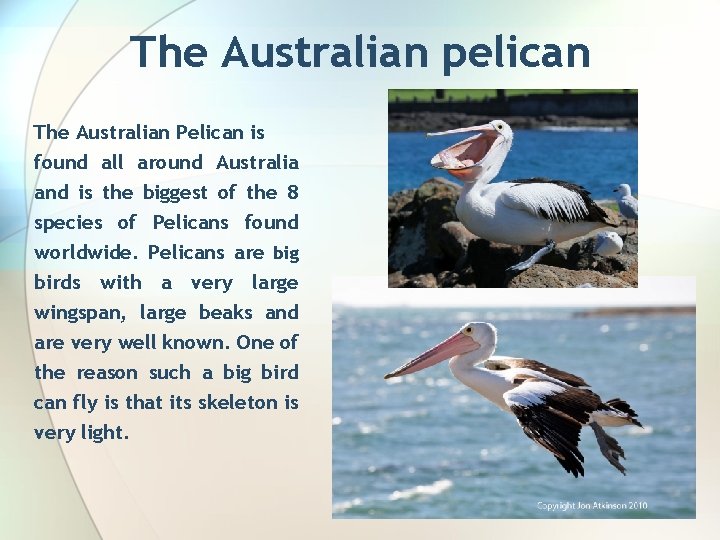 The Australian pelican The Australian Pelican is found all around Australia and is the