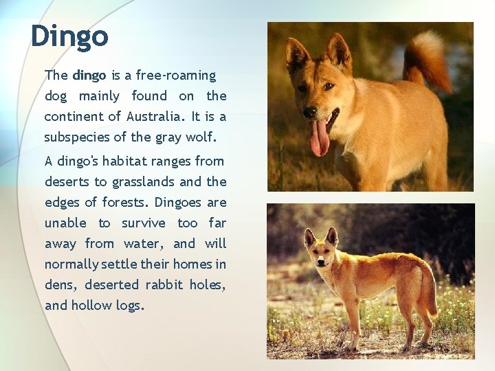 Dingo The dingo is a free-roaming dog mainly found on the continent of Australia.