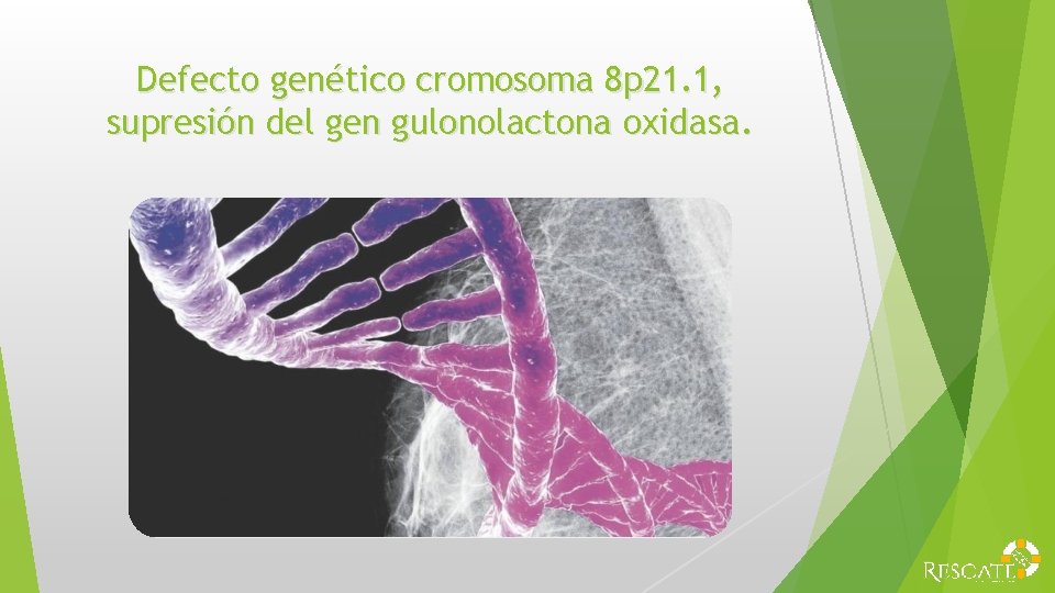 Defecto genético cromosoma 8 p 21. 1, supresión del gen gulonolactona oxidasa. 