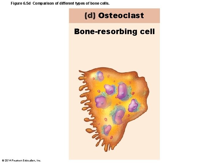 Figure 6. 5 d Comparison of different types of bone cells. Osteoclast Bone-resorbing cell
