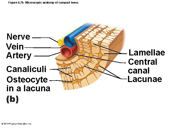 Figure 6. 7 b Microscopic anatomy of compact bone. Nerve Vein Artery Canaliculi Osteocyte