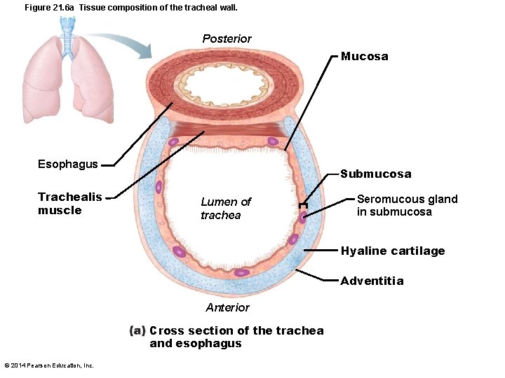 Figure 21. 6 a Tissue composition of the tracheal wall. Posterior Mucosa Esophagus Trachealis