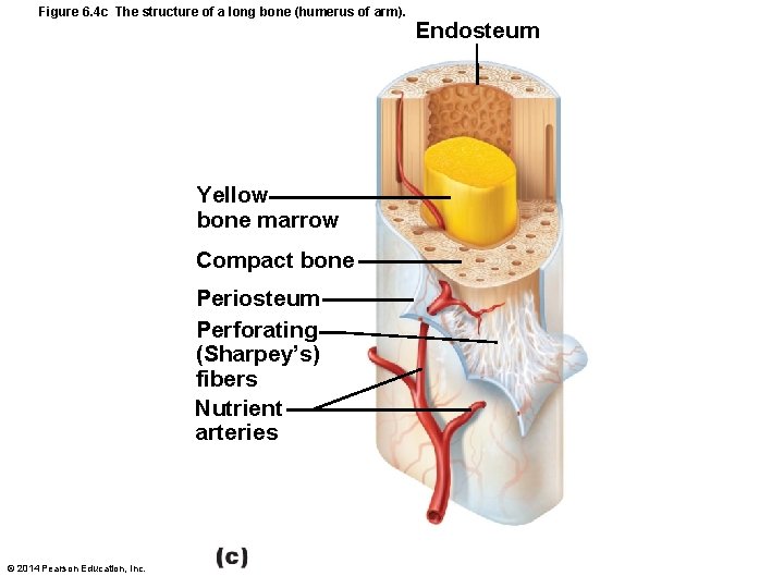 Figure 6. 4 c The structure of a long bone (humerus of arm). Yellow