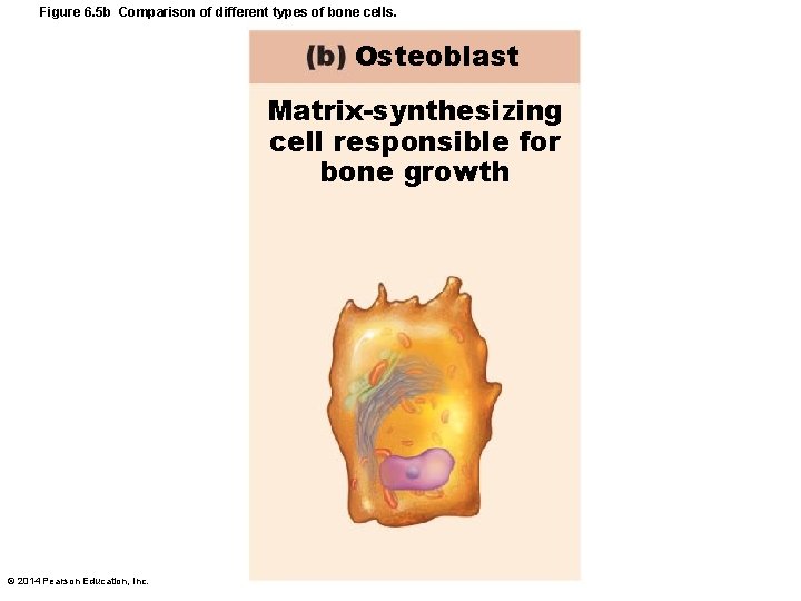 Figure 6. 5 b Comparison of different types of bone cells. Osteoblast Matrix-synthesizing cell