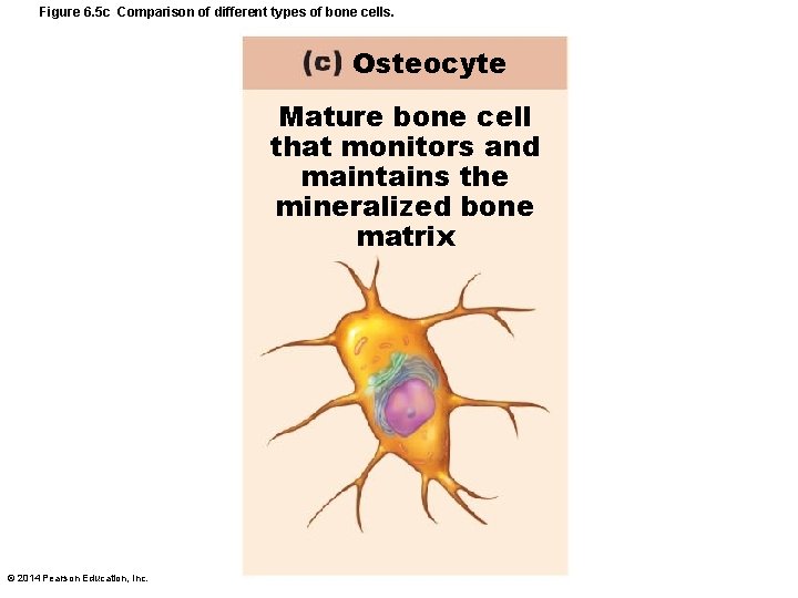Figure 6. 5 c Comparison of different types of bone cells. Osteocyte Mature bone
