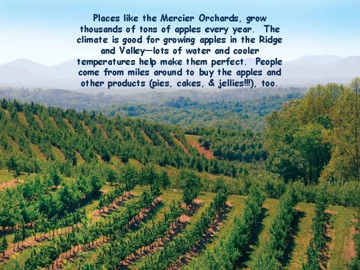 Places like the Mercier Orchards, grow thousands of tons of apples every year. The