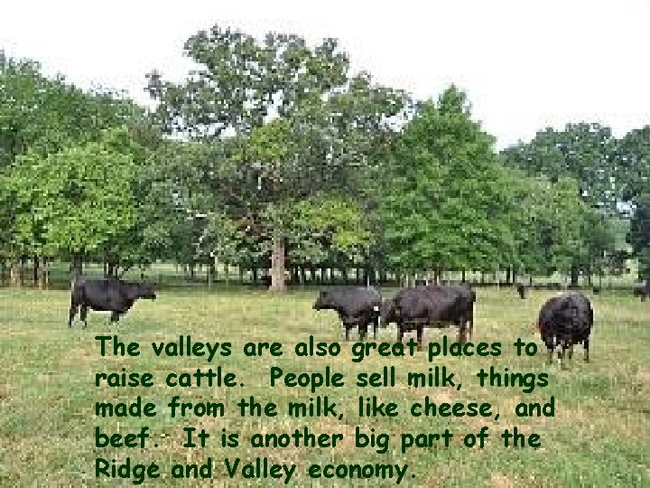 The valleys are also great places to raise cattle. People sell milk, things made