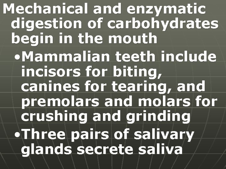 Mechanical and enzymatic digestion of carbohydrates begin in the mouth • Mammalian teeth include
