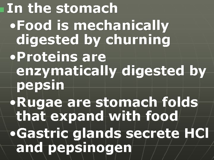 n In the stomach • Food is mechanically digested by churning • Proteins are