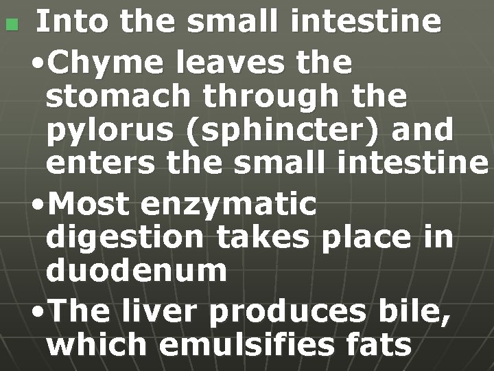 n Into the small intestine • Chyme leaves the stomach through the pylorus (sphincter)