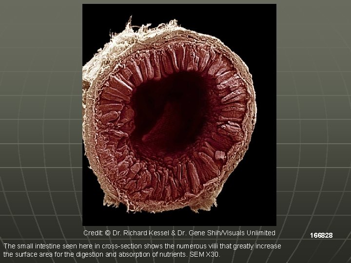 Credit: © Dr. Richard Kessel & Dr. Gene Shih/Visuals Unlimited The small intestine seen