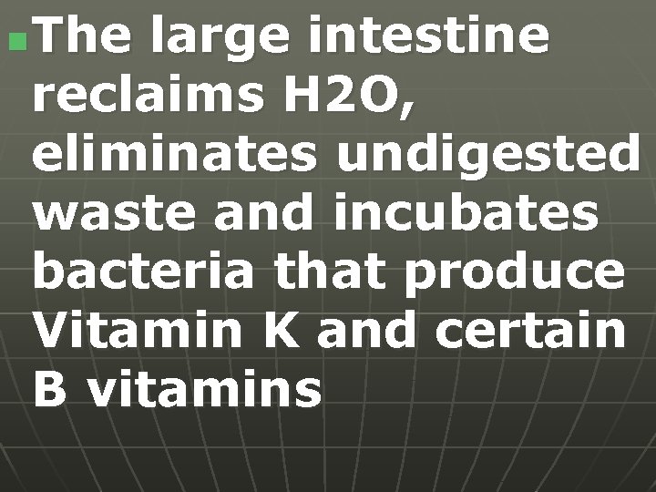 n The large intestine reclaims H 2 O, eliminates undigested waste and incubates bacteria