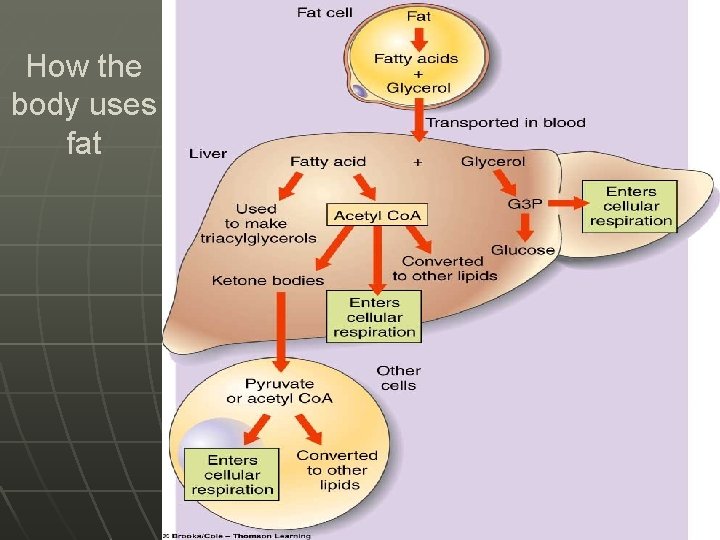 How the body uses fat 