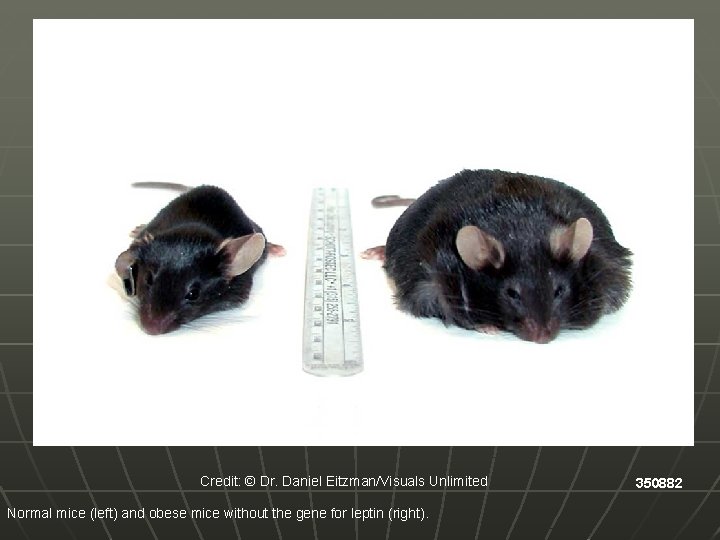 Credit: © Dr. Daniel Eitzman/Visuals Unlimited Normal mice (left) and obese mice without the
