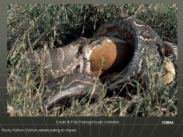 Credit: © Fritz Polking/Visuals Unlimited Rocky Python (Python sebae) eating an Impala. 133544 