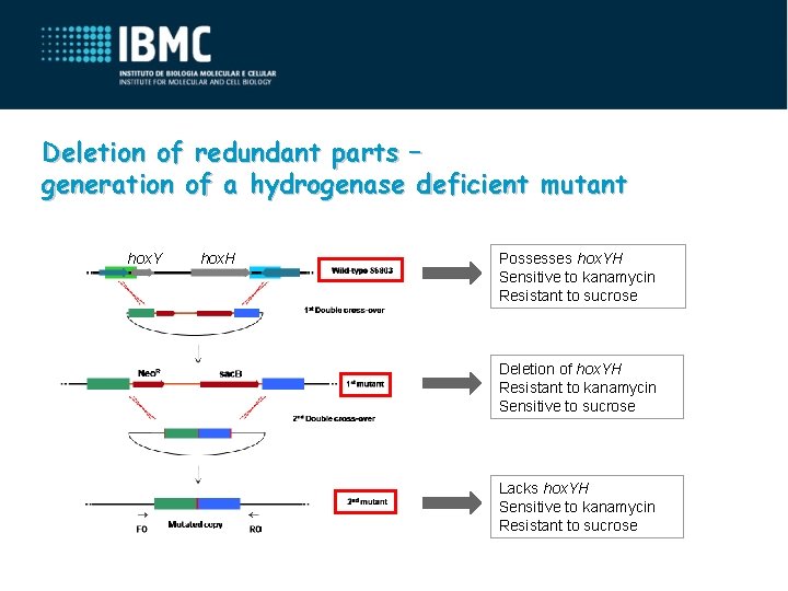 Deletion of redundant parts – generation of a hydrogenase deficient mutant hox. Y hox.