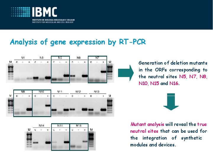 Analysis of gene expression by RT-PCR Generation of deletion mutants in the ORFs corresponding