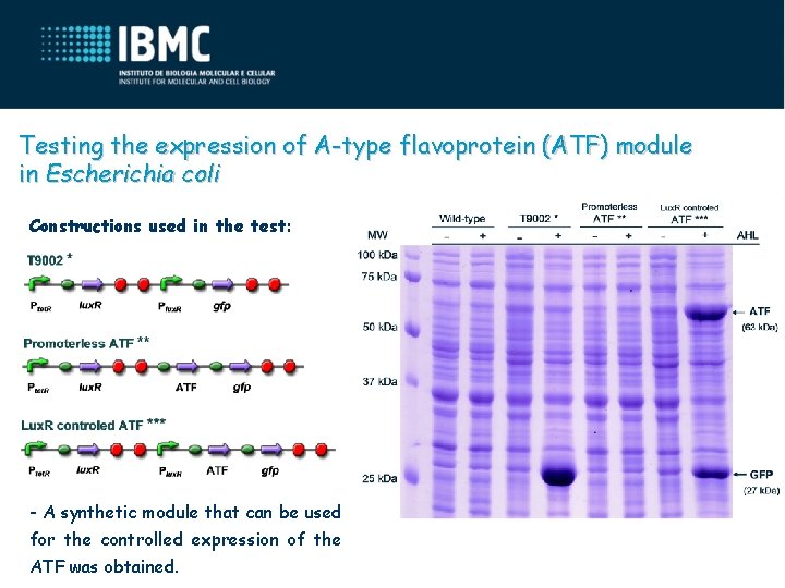 Testing the expression of A-type flavoprotein (ATF) module in Escherichia coli Constructions used in