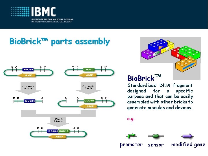 Bio. Brick™ parts assembly Bio. Brick™ Standardized DNA fragment designed for a specific purpose