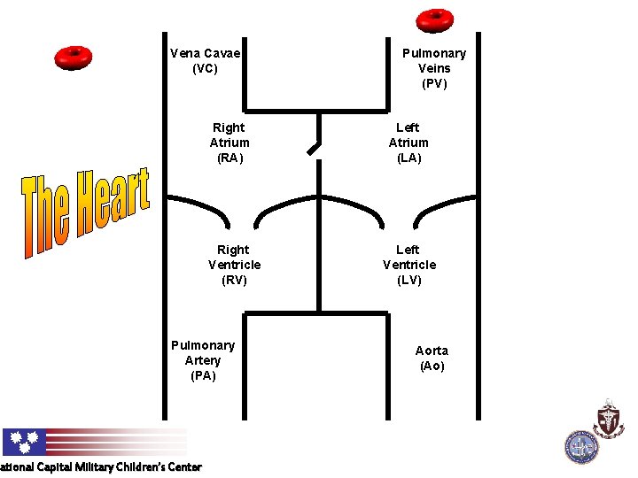 Vena Cavae (VC) Right Atrium (RA) Right Ventricle (RV) Pulmonary Artery (PA) ational Capital