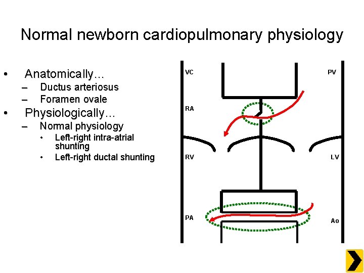 Normal newborn cardiopulmonary physiology • Anatomically… – – • PV Ductus arteriosus Foramen ovale