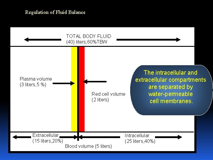 Regulation of Fluid Balance TOTAL BODY FLUID (40) liters; 60%TBW Plasma volume (3 liters,