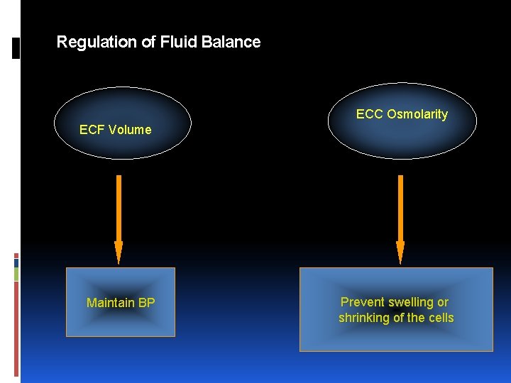 Regulation of Fluid Balance ECC Osmolarity ECF Volume Maintain BP Prevent swelling or shrinking