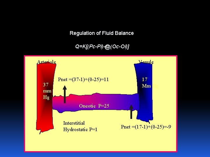 Regulation of Fluid Balance Q=K[(Pc-Pi)-@(Oc-Oi)] Arteriole 37 mm Hg Venule Pnet =(37 -1)+(0 -25)=11