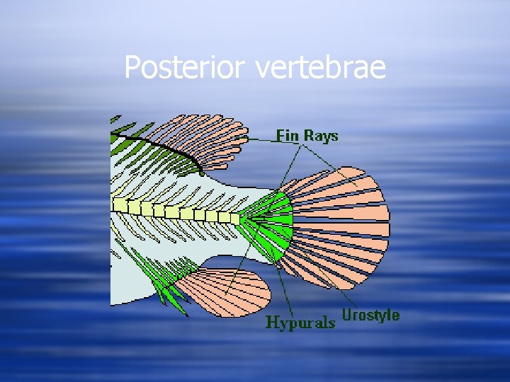 Posterior vertebrae 