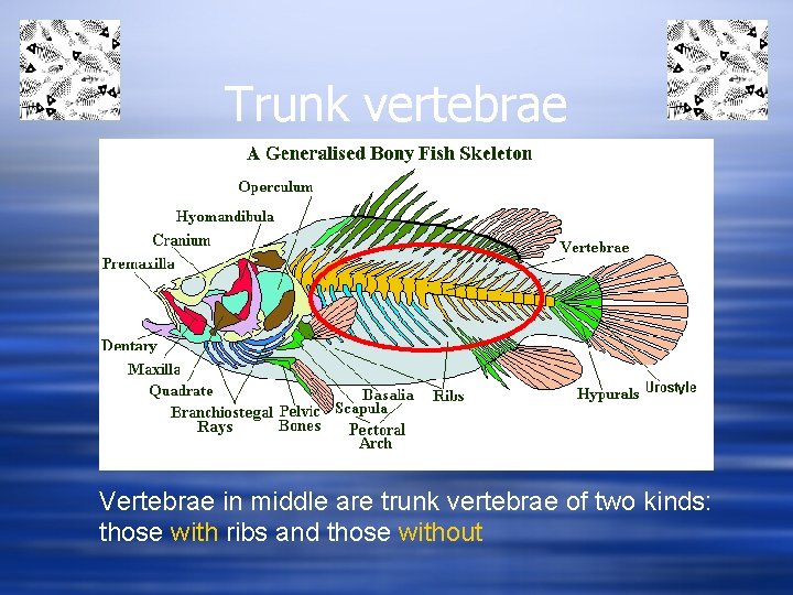 Trunk vertebrae Vertebrae in middle are trunk vertebrae of two kinds: those with ribs