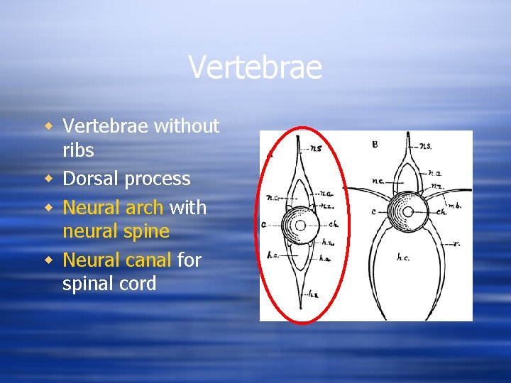 Vertebrae without ribs w Dorsal process w Neural arch with neural spine w Neural