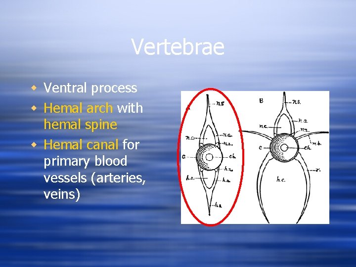Vertebrae w Ventral process w Hemal arch with hemal spine w Hemal canal for