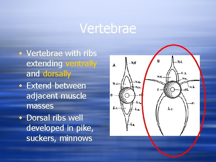Vertebrae with ribs extending ventrally and dorsally w Extend between adjacent muscle masses w