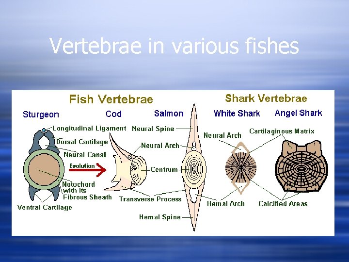 Vertebrae in various fishes 