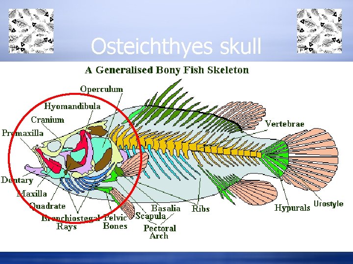 Osteichthyes skull 