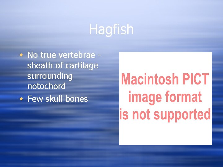 Hagfish w No true vertebrae sheath of cartilage surrounding notochord w Few skull bones