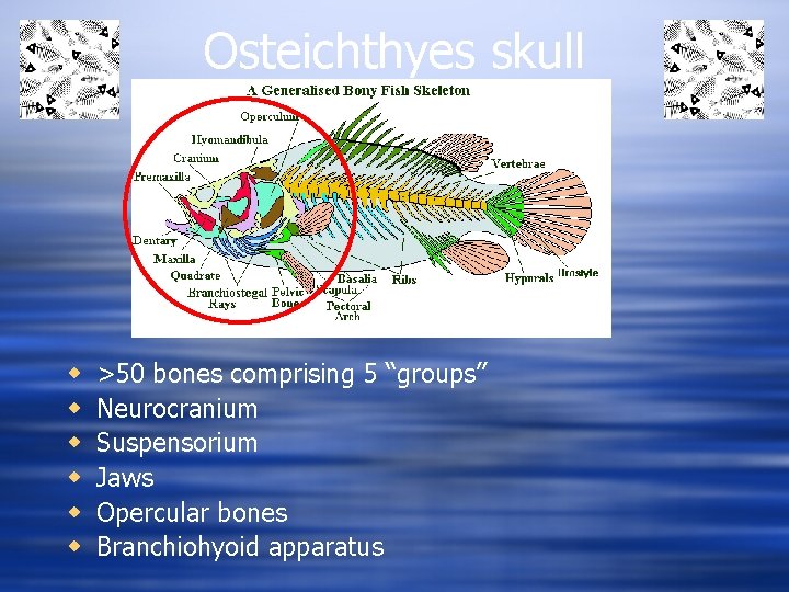 Osteichthyes skull w w w >50 bones comprising 5 “groups” Neurocranium Suspensorium Jaws Opercular