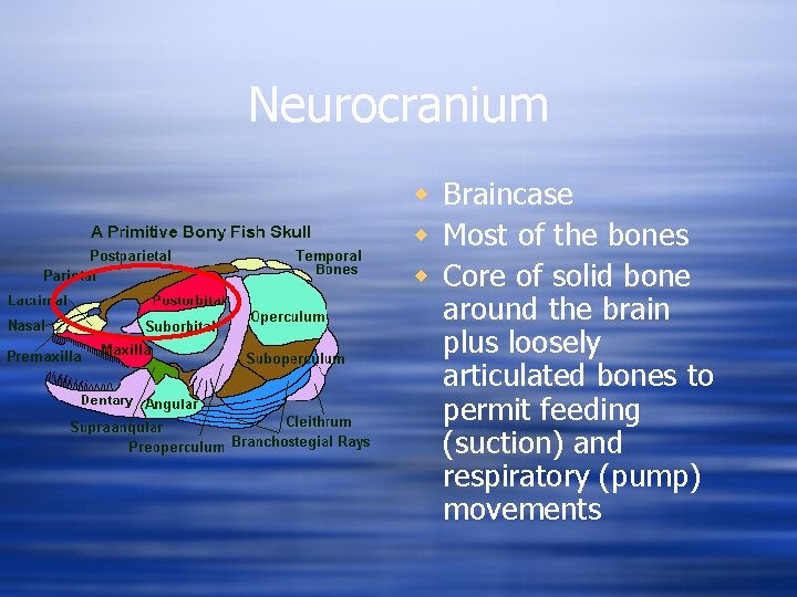 Neurocranium w Braincase w Most of the bones w Core of solid bone around