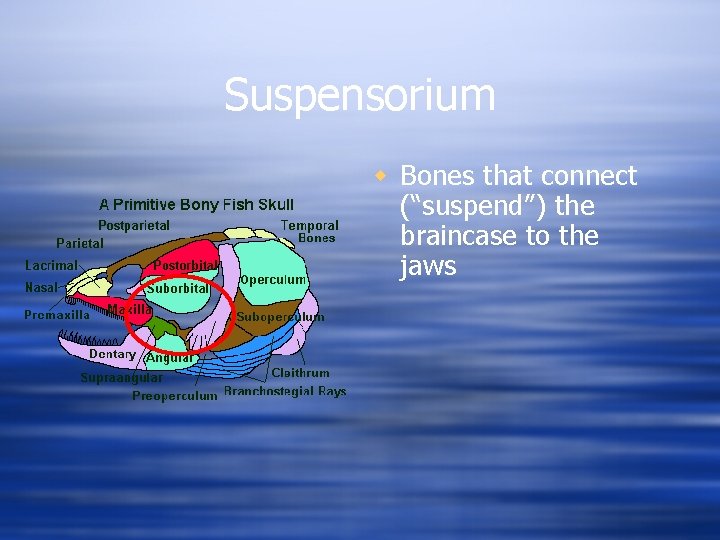 Suspensorium w Bones that connect (“suspend”) the braincase to the jaws 