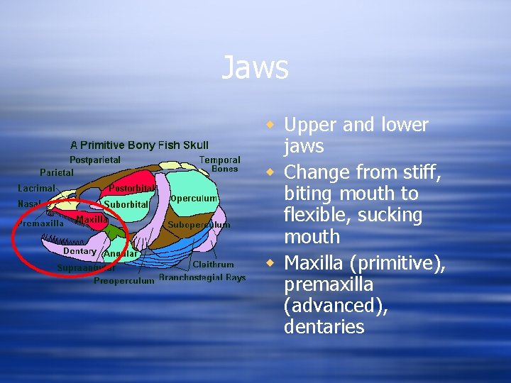 Jaws w Upper and lower jaws w Change from stiff, biting mouth to flexible,