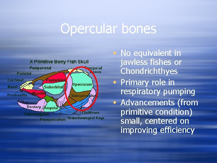 Opercular bones w No equivalent in jawless fishes or Chondrichthyes w Primary role in