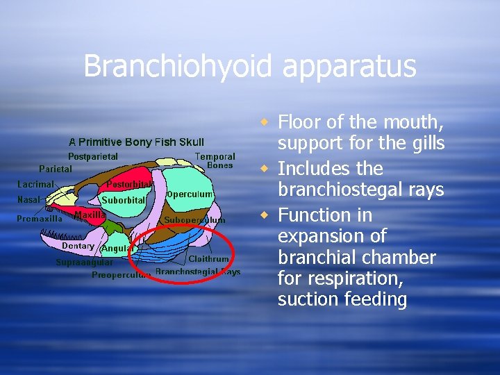 Branchiohyoid apparatus w Floor of the mouth, support for the gills w Includes the