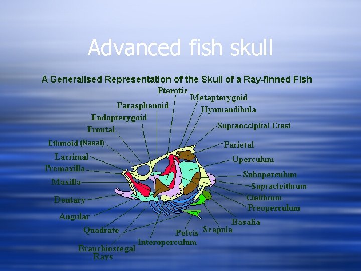 Advanced fish skull 