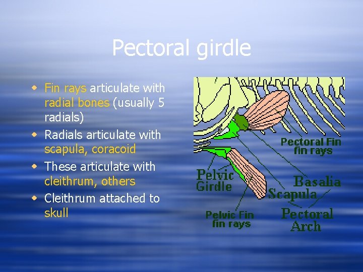 Pectoral girdle w Fin rays articulate with radial bones (usually 5 radials) w Radials